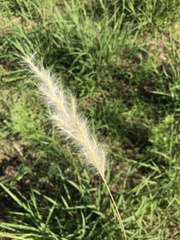 Bothriochloa