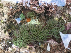 Anemonia viridis