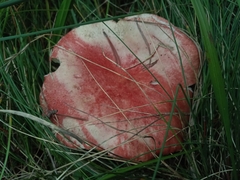 Russula sanguinea