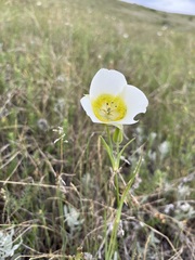 Calochortus gunnisonii
