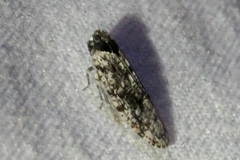 Catonia