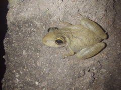 Scinax x-signatus