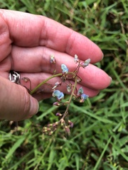 Desmodium marilandicum