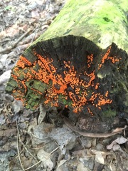 Hemitrichia decipiens