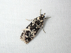 Scoparia exhibitalis