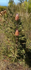Protea neriifolia