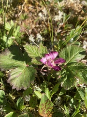 Rubus arcticus acaulis