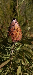 Protea neriifolia