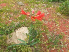 Zephyranthes phycelloides