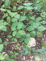 Parthenocissus quinquefolia