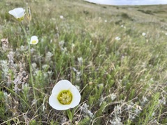 Calochortus gunnisonii
