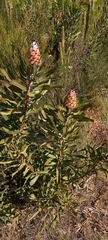 Protea neriifolia
