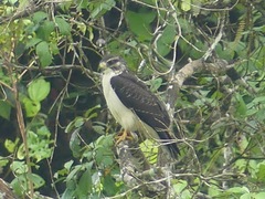 Buteo brachyurus