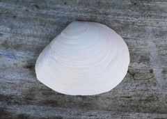 Macomona liliana