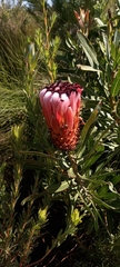 Protea neriifolia