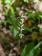 Spiranthes ovalis erostellata