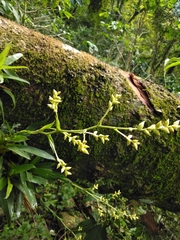 Catopsis sessiliflora