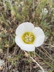 Calochortus gunnisonii
