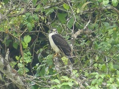 Buteo brachyurus