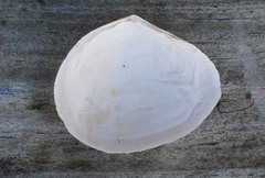 Macomona liliana