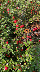 Cotoneaster horizontalis