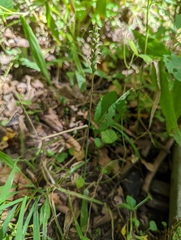 Spiranthes ovalis erostellata
