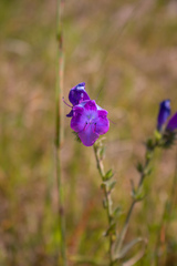 Echium