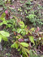 Oxydendrum