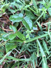 Desmodium marilandicum