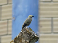 Thraupis palmarum