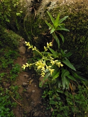 Catopsis sessiliflora