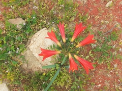 Zephyranthes phycelloides