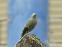 Thraupis palmarum