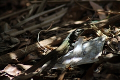 Gallotia galloti eisentrauti