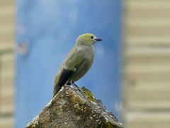 Thraupis palmarum