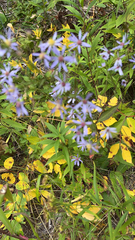 Symphyotrichum ciliolatum