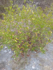 Dodonaea viscosa