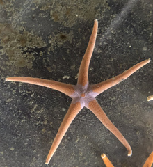 Henricia