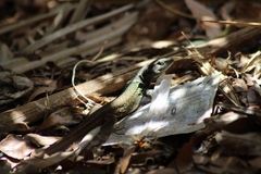 Gallotia galloti eisentrauti