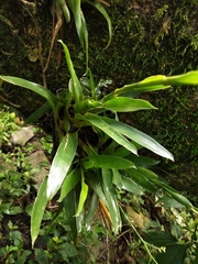 Catopsis sessiliflora