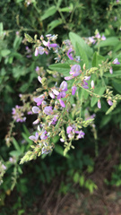 Desmodium paniculatum
