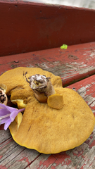 Retiboletus ornatipes