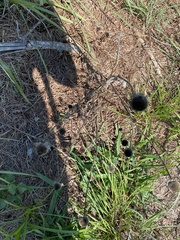 Rudbeckia hirta