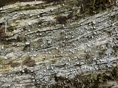 Icmadophila ericetorum