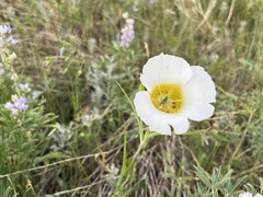 Calochortus gunnisonii