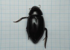 Hydrophilus piceus