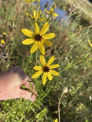 Coreopsis tripteris