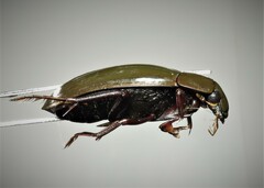 Hydrophilus piceus