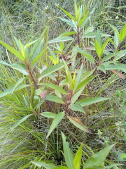 Baccharis latifolia