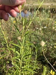 Coreopsis tripteris